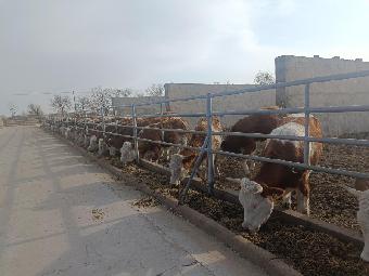 涼州區雙城鎮：牛産業“牛勁兒”足