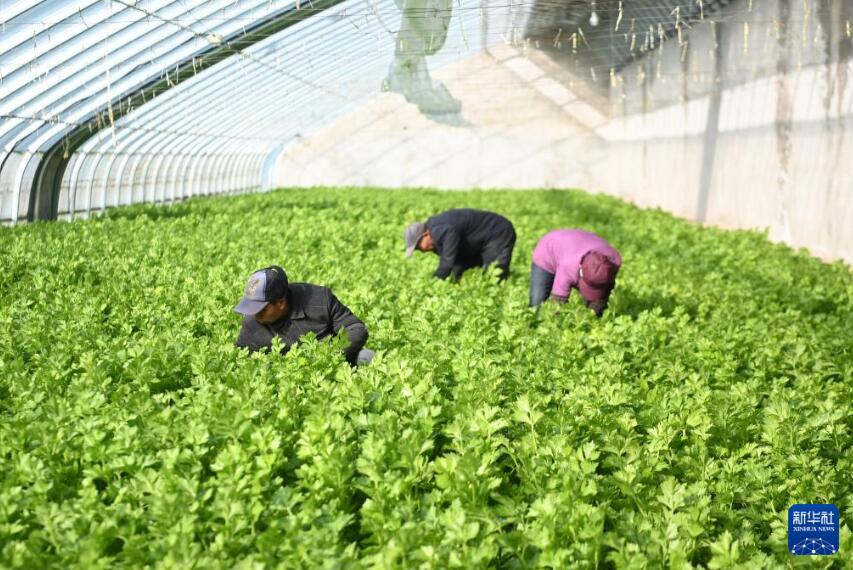 甘肃泾川：设施蔬菜冬季生产管理忙