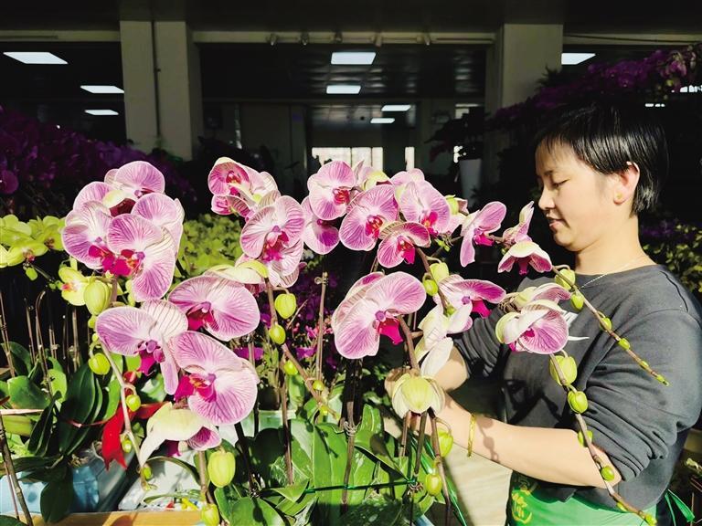 五彩花卉年味渐浓