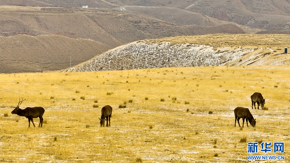 甘肅肅南：雪原鹿影