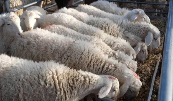 東鄉縣城南區牛羊交易市場持續火熱