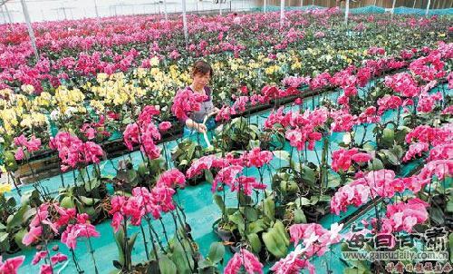 临洮县花卉产业蓬勃兴起 远销北京等地（图）
